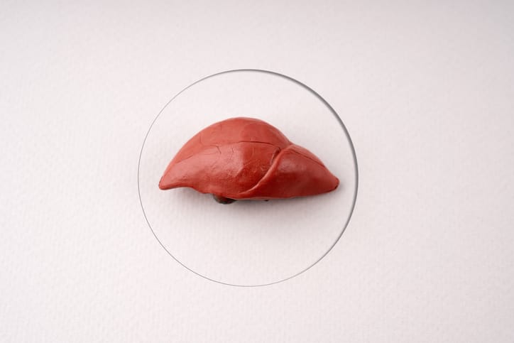 Photo shows a plastic model of a liver on a counter/Getty Images